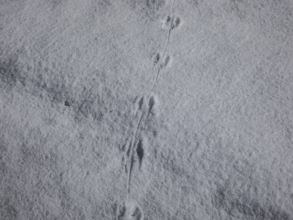 tracce del mouse
