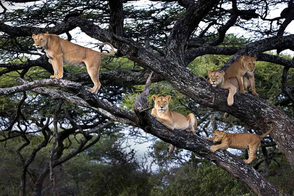 Un gruppo di leoni e cuccioli su un albero in Tanzania