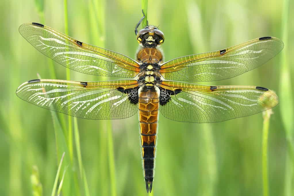 Libellula Skimmer a quattro punti