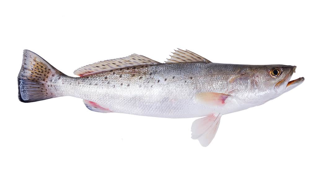 Trota macchiata