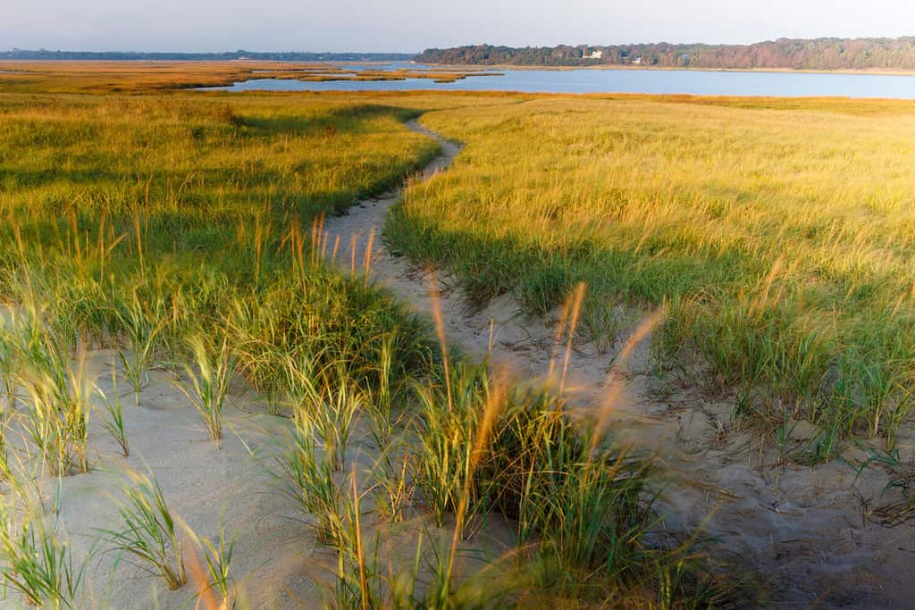 Un percorso di sabbia attraverso l'erba delle dune a Coast Guard Beach in Cape Cod National Seashore.  Eastham, Massachusetts.