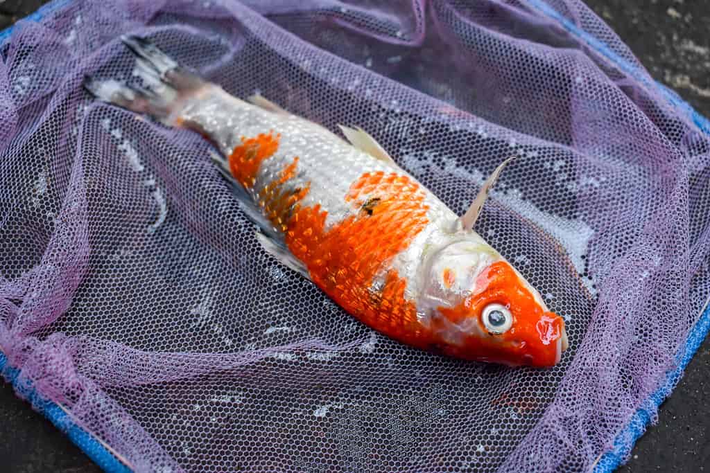 I pesci Kohaku Koi sono morti a causa della scarsa qualità dell'acqua, ad esempio per avvelenamento da ammoniaca.  Catturato con rete da pesca.  Vista in alto a destra.