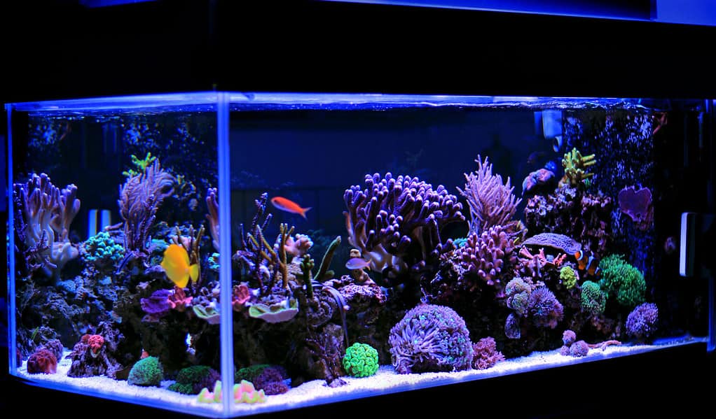 Acquario di barriera corallina con acqua salata