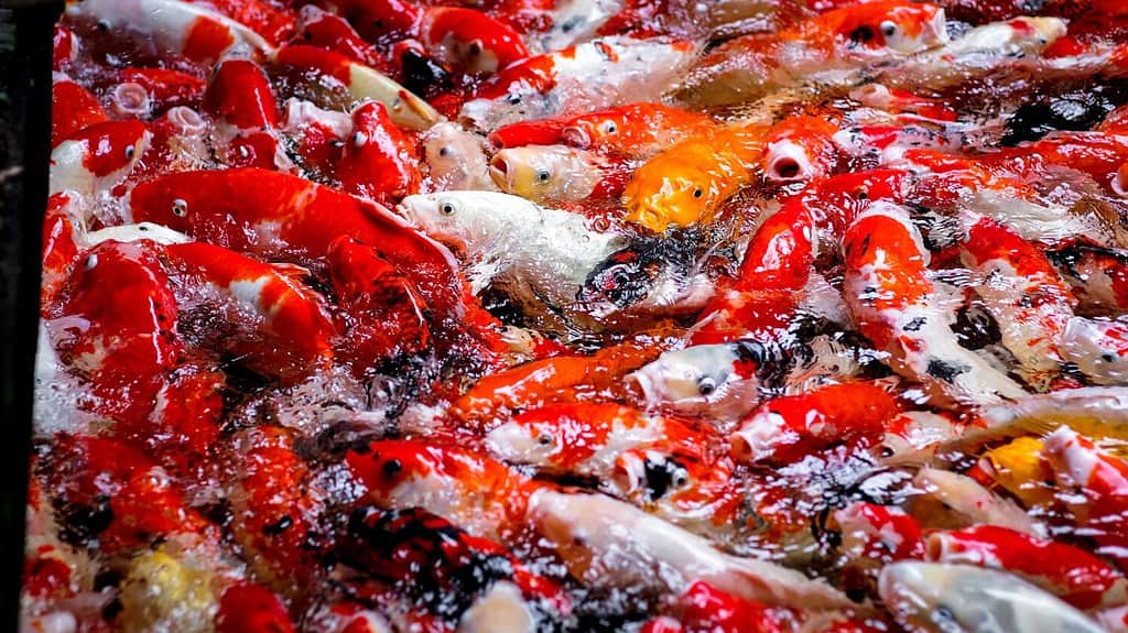 I pesci Koi nuotano nello stagno limpido e stanno mangiando. Molti pesci koi arancioni e bianchi nello stagno sono chiari e puliti.