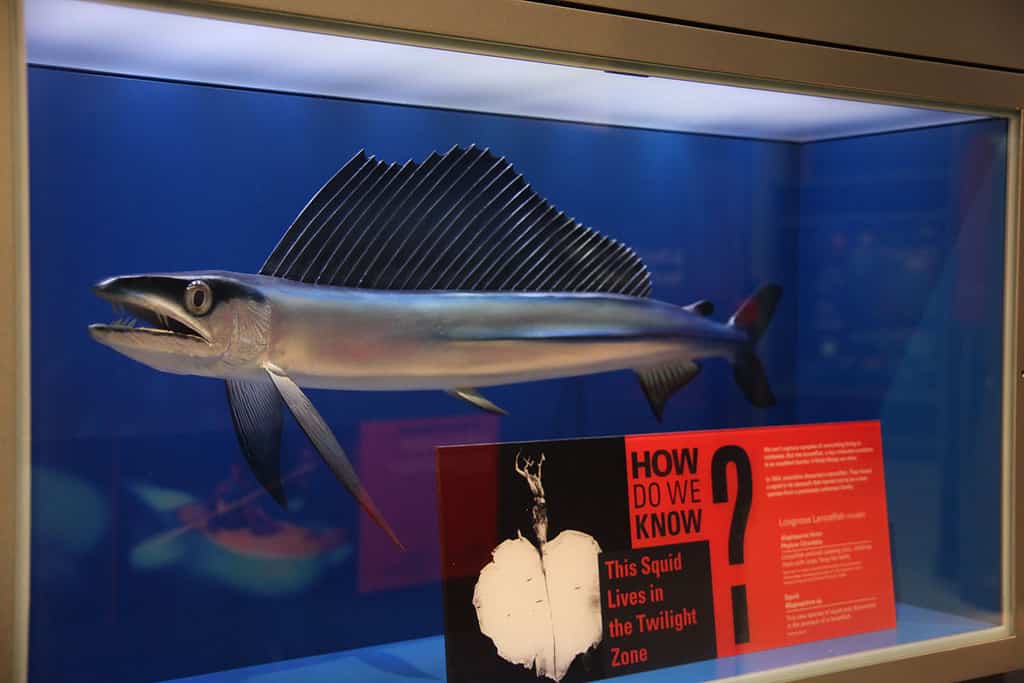 Modello di un lancetfish dal naso lungo del Nord Atlantico ( Alepisaurus ferox ) alla Sant Hall of Oceans dello Smithsonian Museum of Natural History di Washington, DC