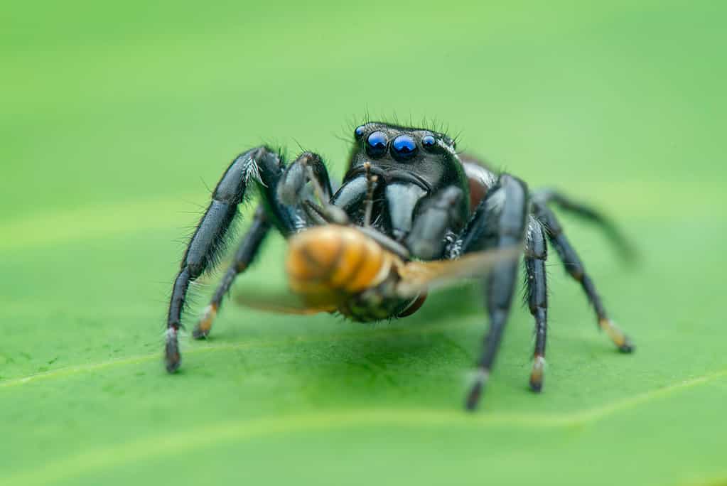 Maschio Paraphidippus aurantius, ragno saltatore verde smeraldo