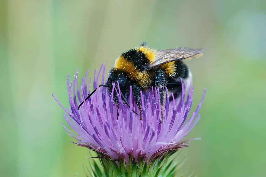   piccolo calabrone da giardino, Bombus hortorum, che beve nettare forma un fiore di cardo viola
