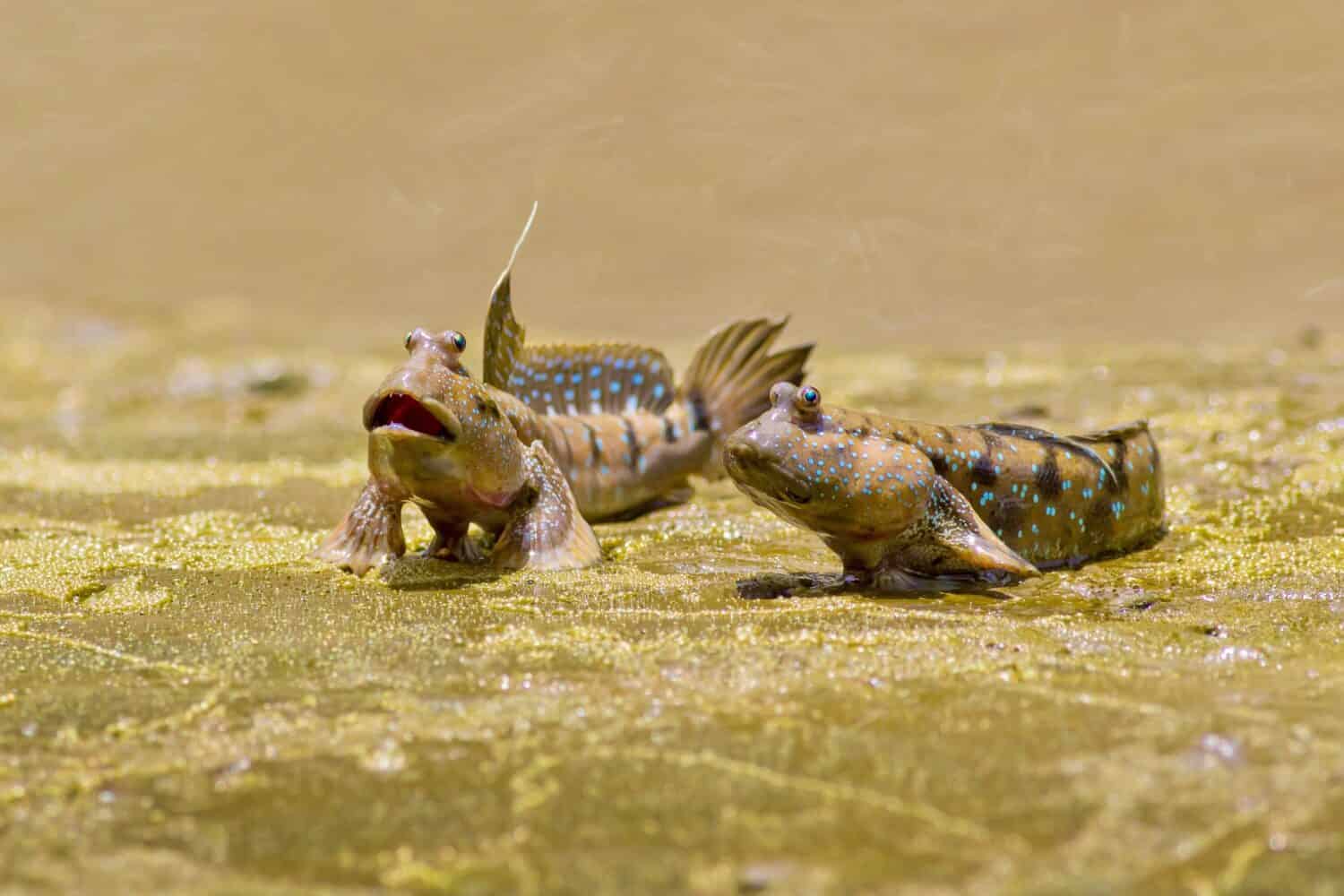 Pesce Mudskipper, Pesce anfibio, Pesce sulla mangrovia.