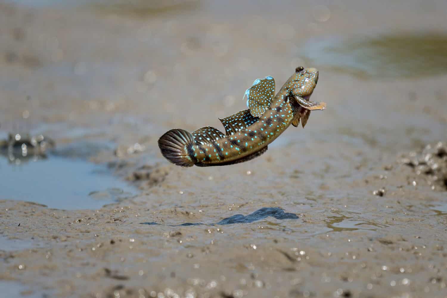 azione ravvicinata Mudskipper salta in mare