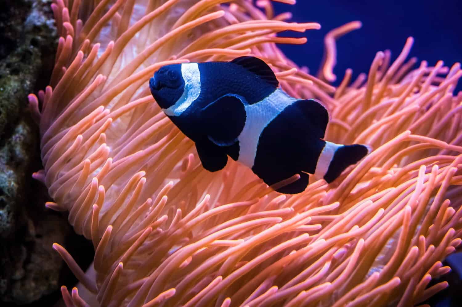 Pesce pagliaccio in bianco e nero