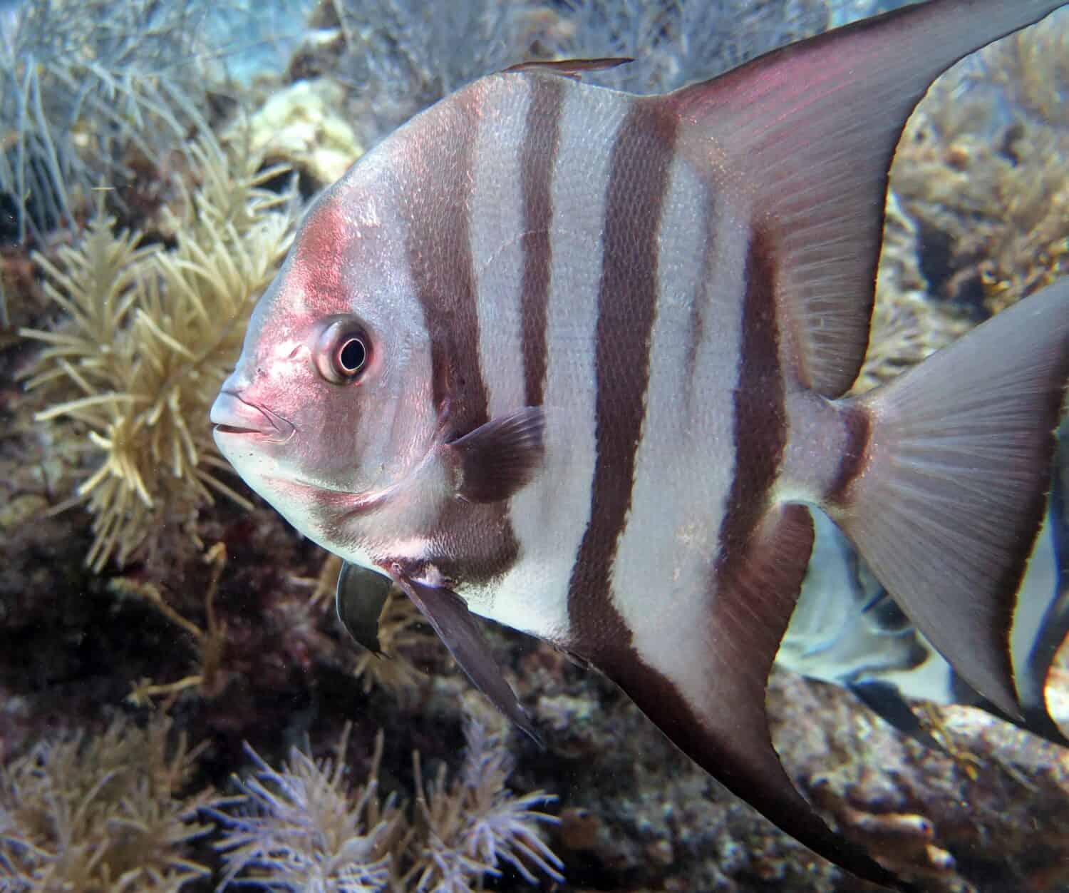 Spadefish atlantico nell'Atlantico tropicale occidentale               