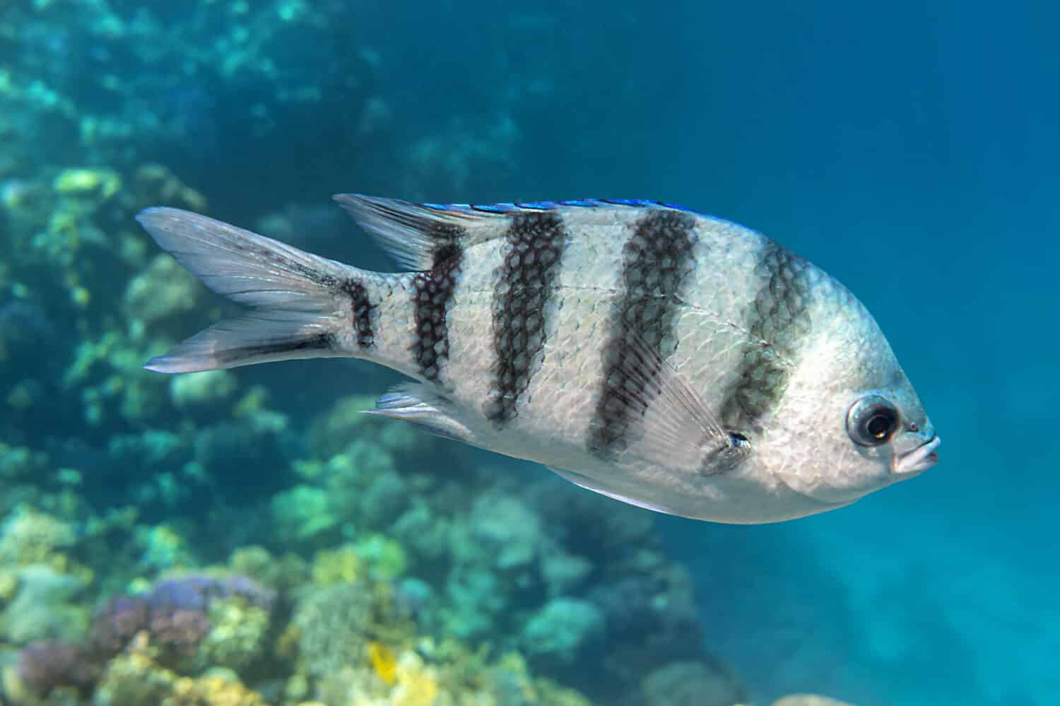 Pesce sergente a coda di forbice (Abudefduf sexfasciatus)