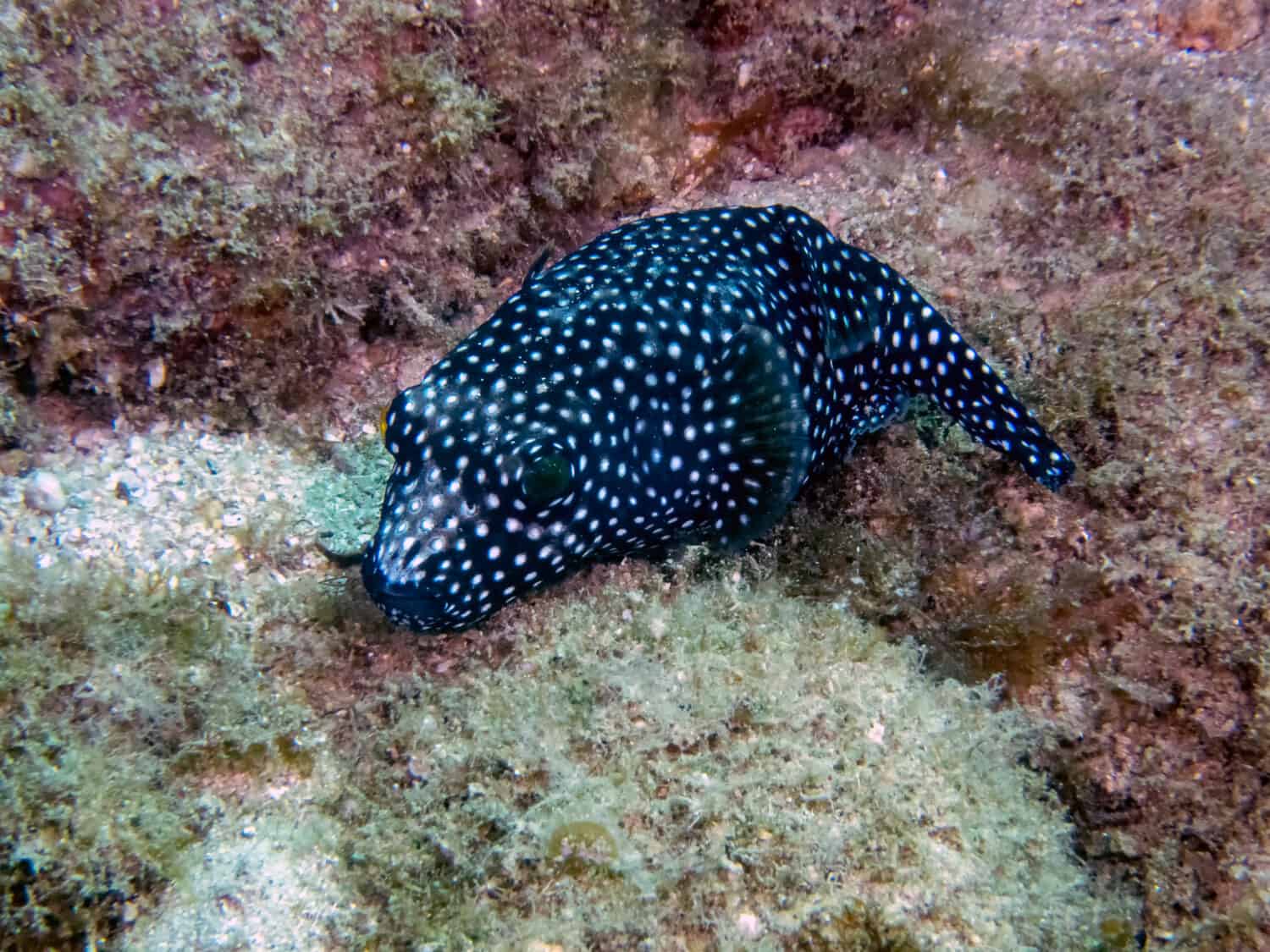 Pesce palla faraona nera (Arothron meleagris)