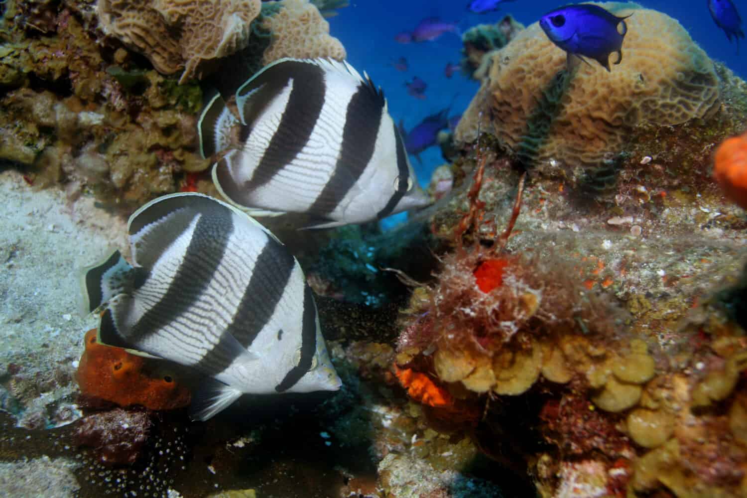 Pesce farfalla fasciato