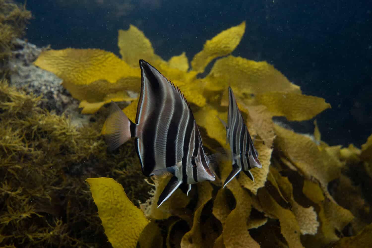 Una coppia di pesci talma occidentali vicino ad alcune alghe