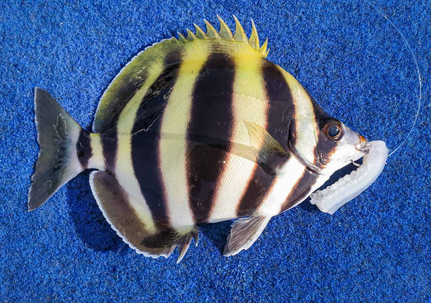 Pesce al chiaro di luna