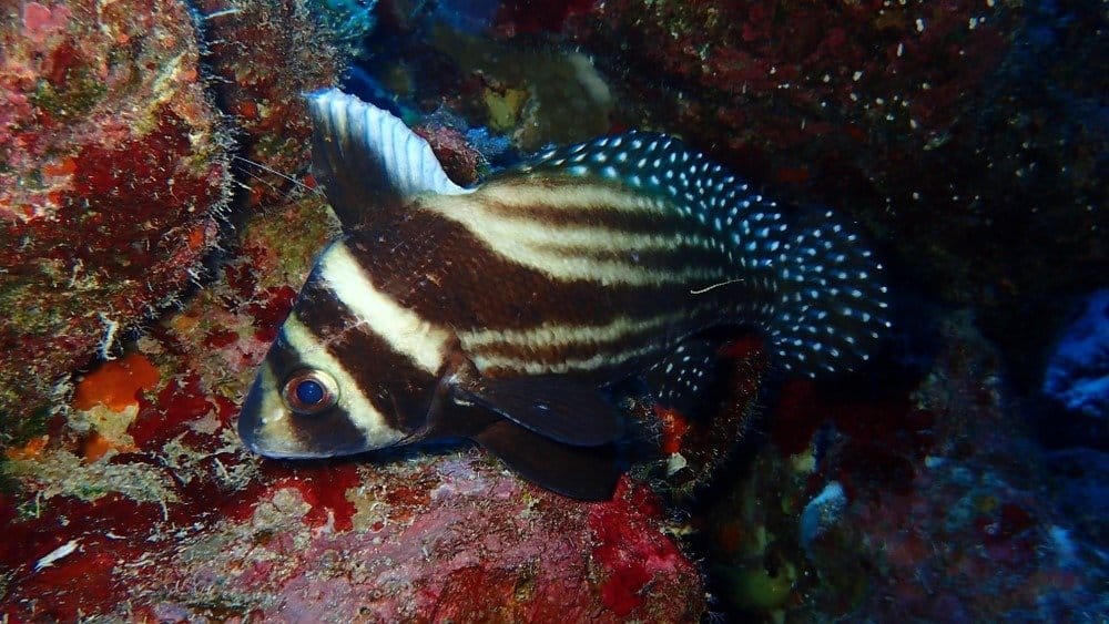 Pesce tamburo maculato giovanile