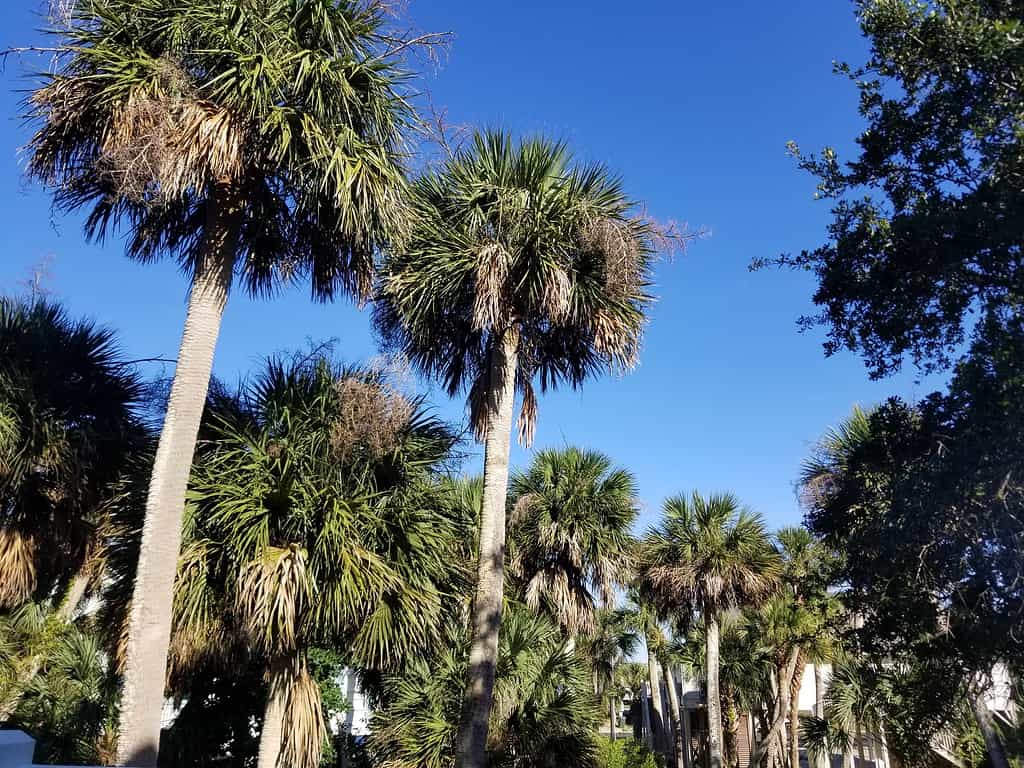 Alberi di Palmetto della Carolina del Sud
