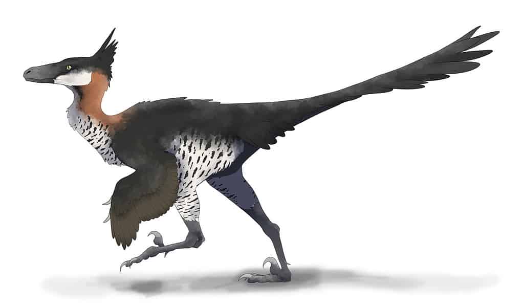 Restauro di Saurornithoides
