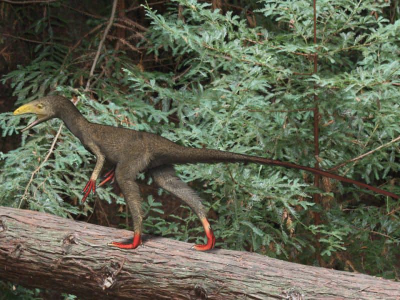 Sinocalliopteryx gigas
