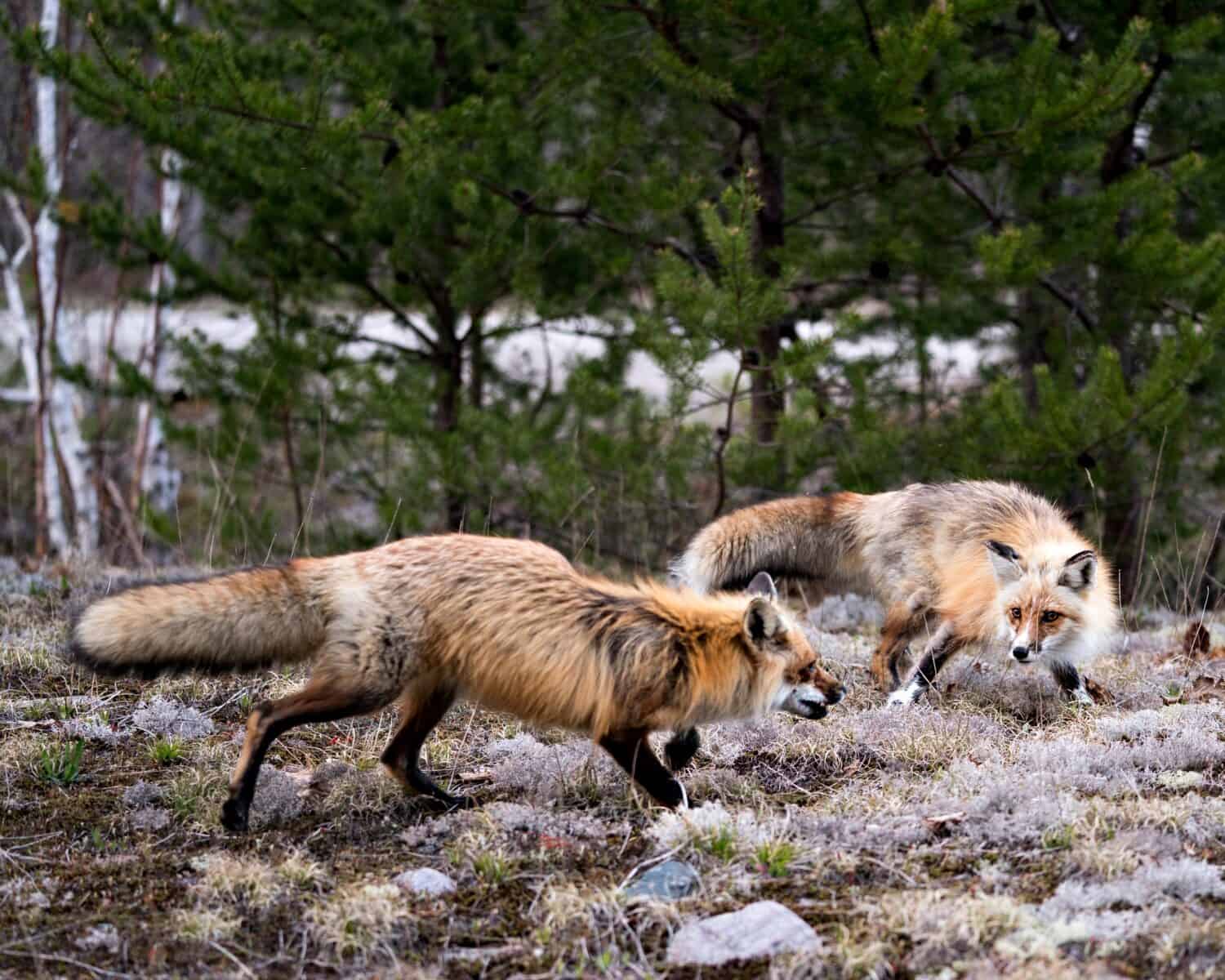 Coppia di volpe rossa che interagisce nella foresta con uno sfondo di alberi di abete rosso e un terreno di muschio bianco nel loro ambiente e habitat.  Immagine della volpe.  Immagine.  Ritratto.  Foto.