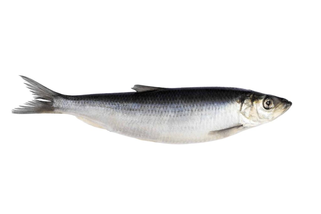 aringa
