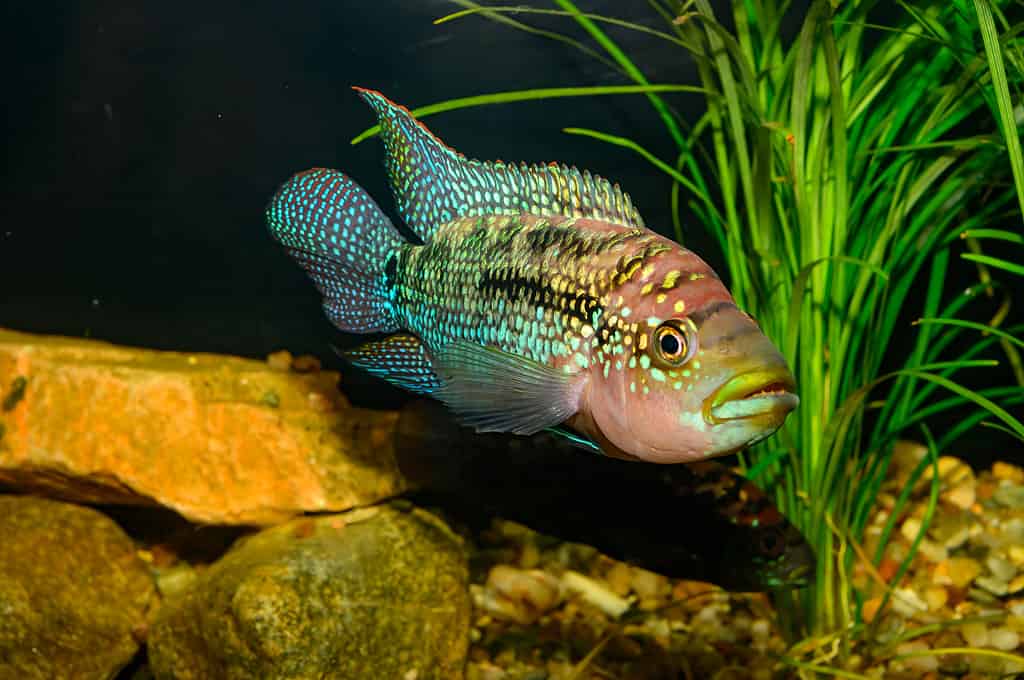 I pesci Jack Dempsey sono buoni compagni di vasca per i pesci Oscar