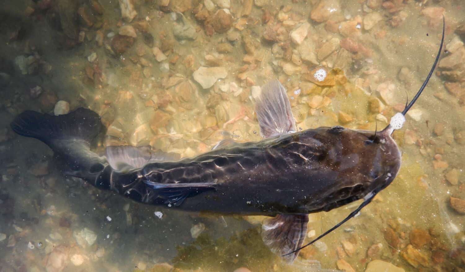 Primo piano di un pesce gatto del canale e di un pescatore su un lago