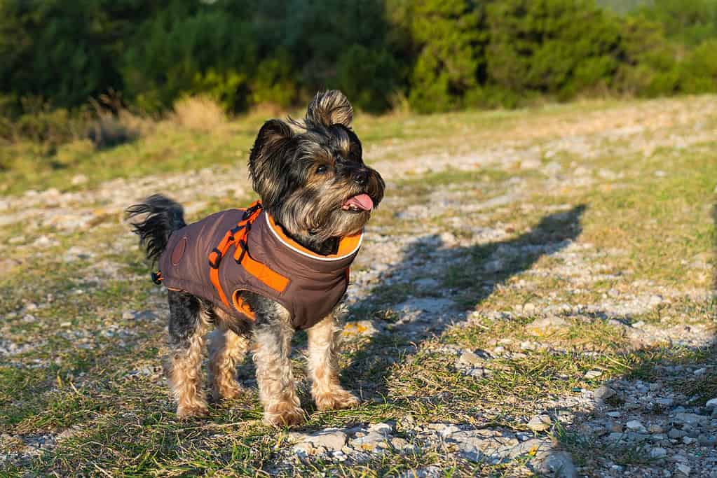 Yorkshire terrier nero