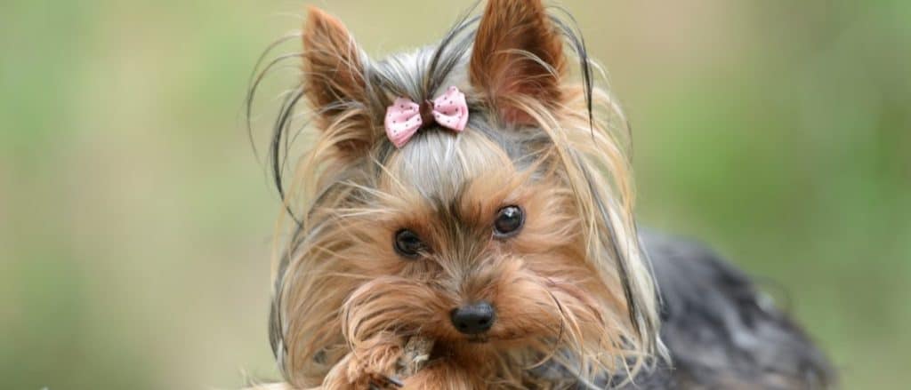 Yorkie da tè