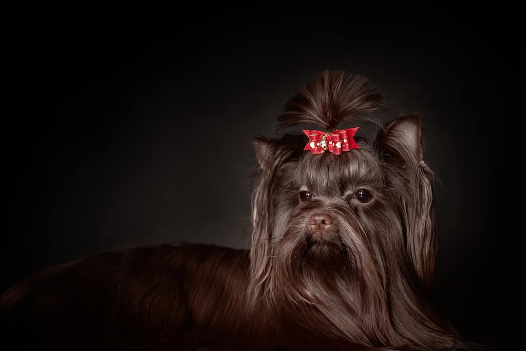 Yorkshire terrier al cioccolato