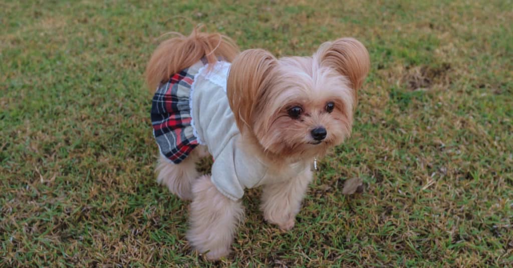 Yorkiepom 