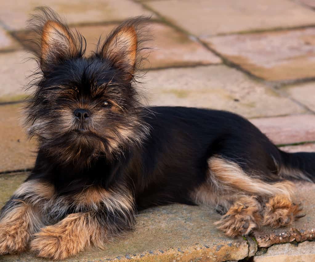 Yorkie croce pechinese
