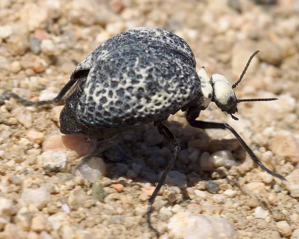 scarabeo blister gonfiato