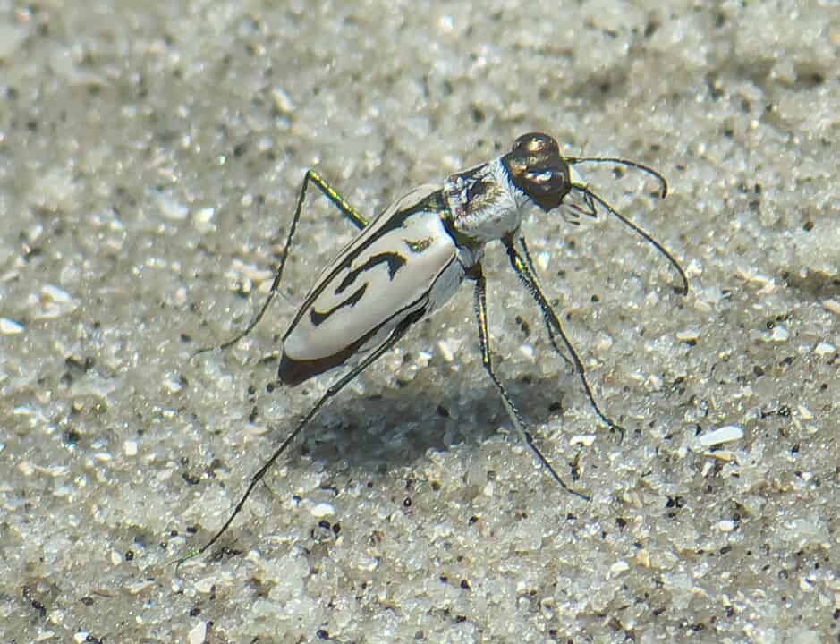scarabeo tigre della spiaggia orientale