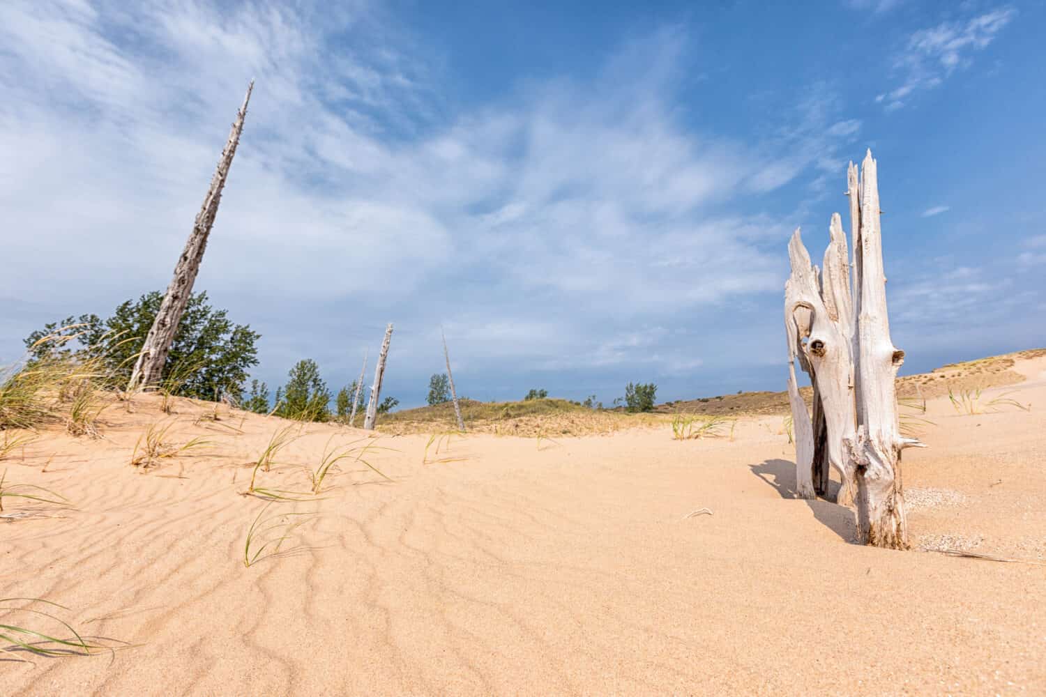 Scheletri di alberi morti si alzano dall'erosione delle dune di sabbia a Sleeping Bear Dunes National Lakeshore. Un bel cielo blu e nuvole bianche sono sullo sfondo