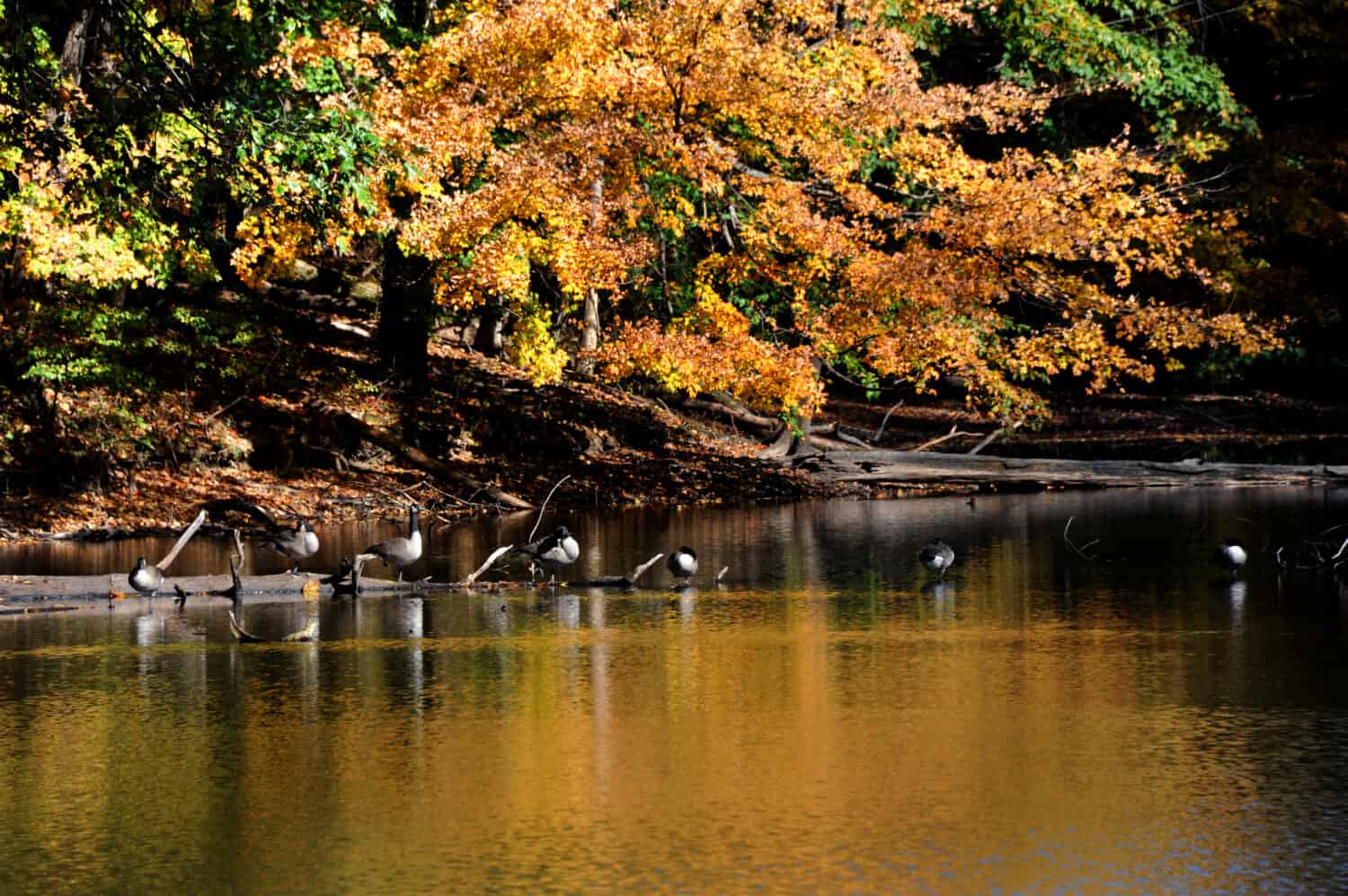 Log, sul lago Poplar Tree, funge da luogo di riposo per uno stormo di oche canadesi nel Meeman Shelby Forest State Park fuori Memphis, nel Tennessee. Il lago riflette le foglie gialle e dorate dell'autunno.