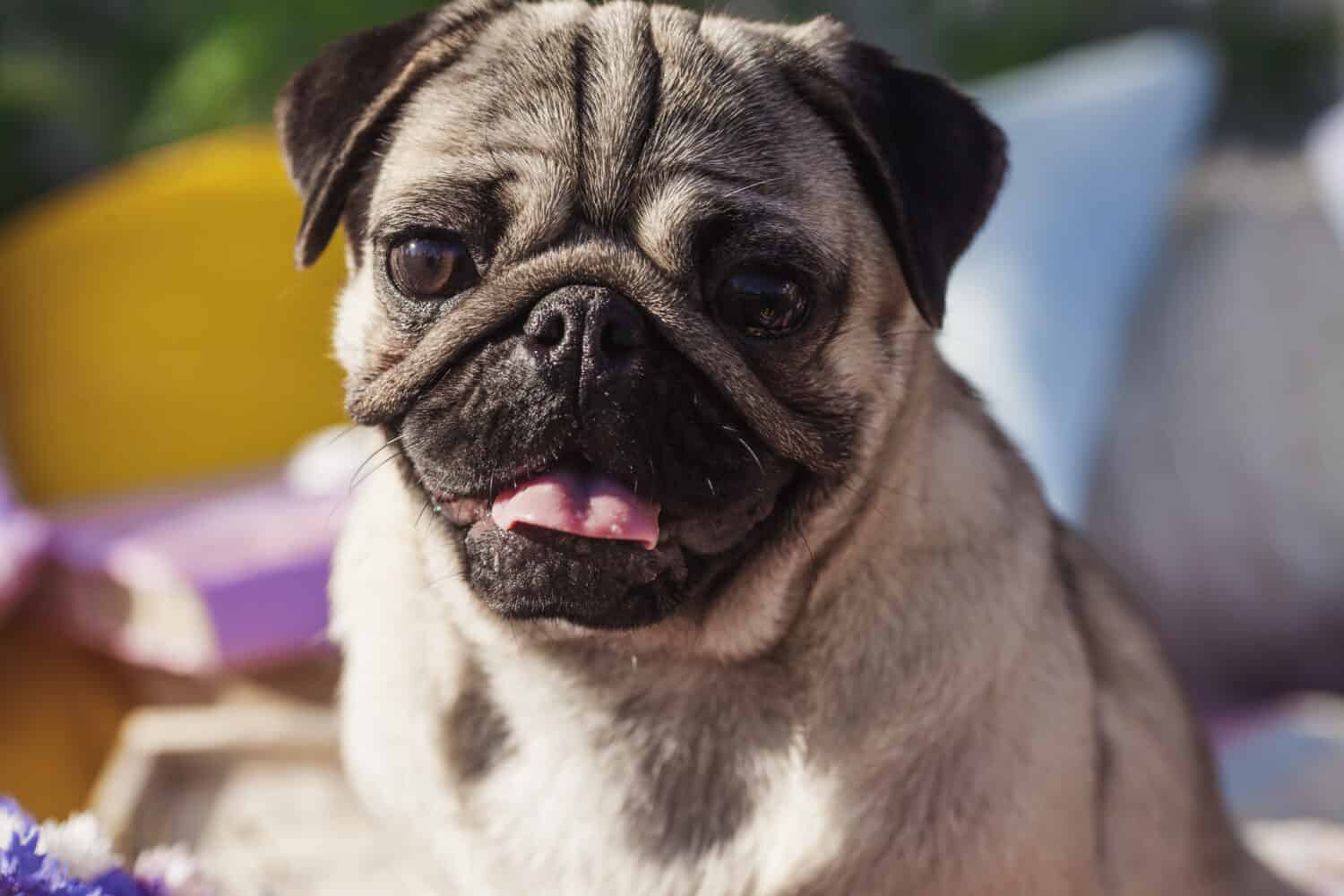 Ritratto di un cane di razza pug con mantello color argento e lingua fuori seduto su una copertura da picnic nel parco con erba verde in una giornata di sole in estate.