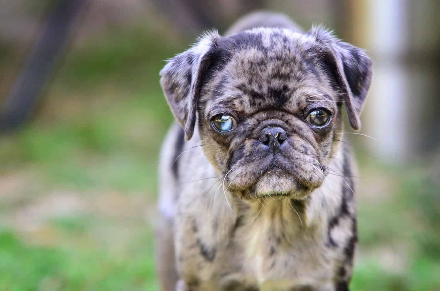 Cucciolo carino con un occhio azzurro che tiene d'occhio