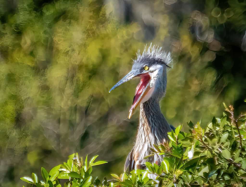 Great Blue Heron pulcino con la bocca aperta presso la zona di Venezia Audubon Bird Rookery in Venice Florida USA