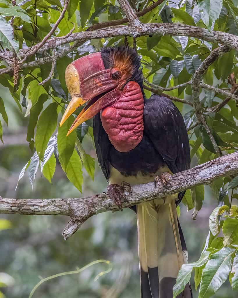 Bucero con l'elmo (Rhinoplax veglia) 