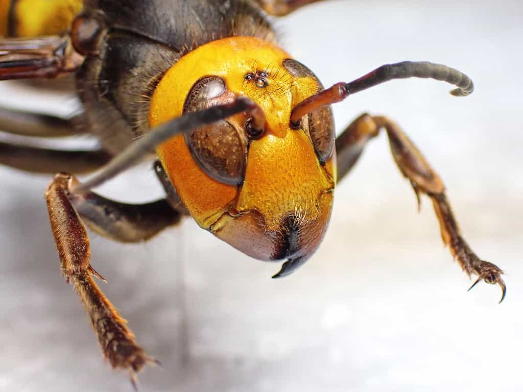 I calabroni giganti asiatici sono anche conosciuti come calabroni omicidi
