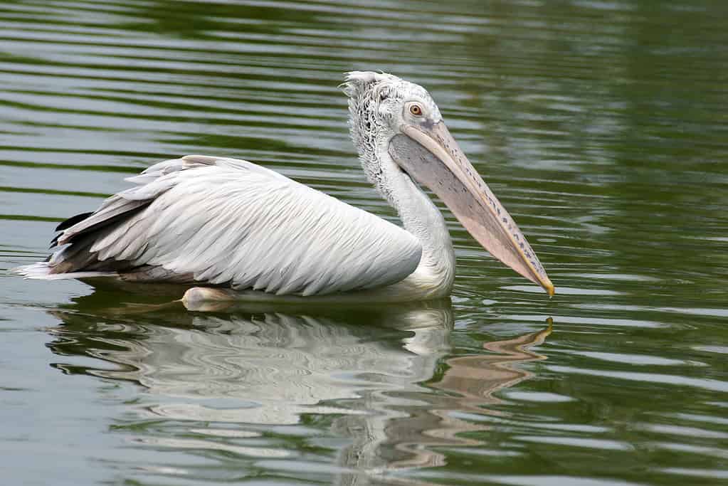 Pellicano dal becco chiazzato