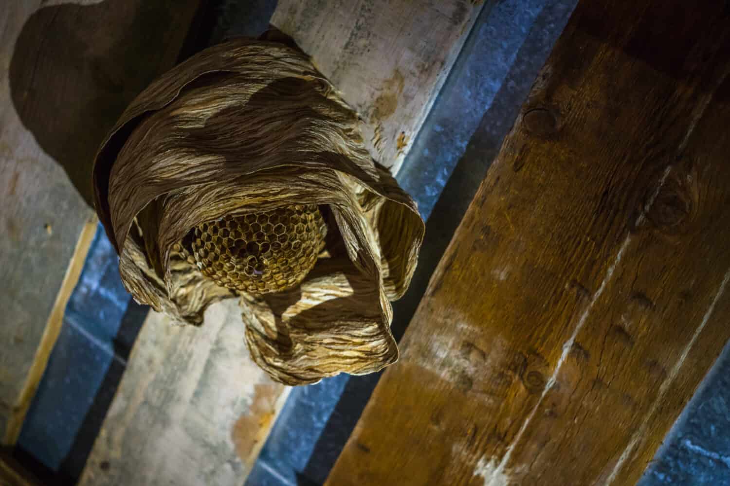Nido di vespe appeso al tetto all'interno della casa