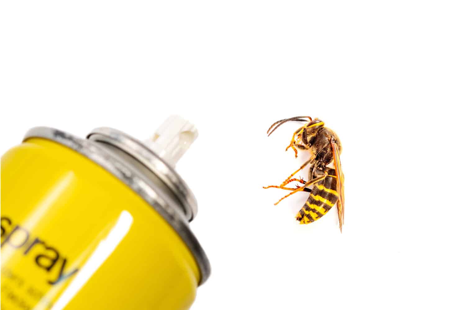 Flacone Aerosol per il controllo degli insetti e di una vespa isolata su sfondo bianco in dettaglio.  Vespa europea Vespa tedesca o giacca gialla tedesca (Vespula germanica) mostrata in vista laterale.  controllo dei parassiti