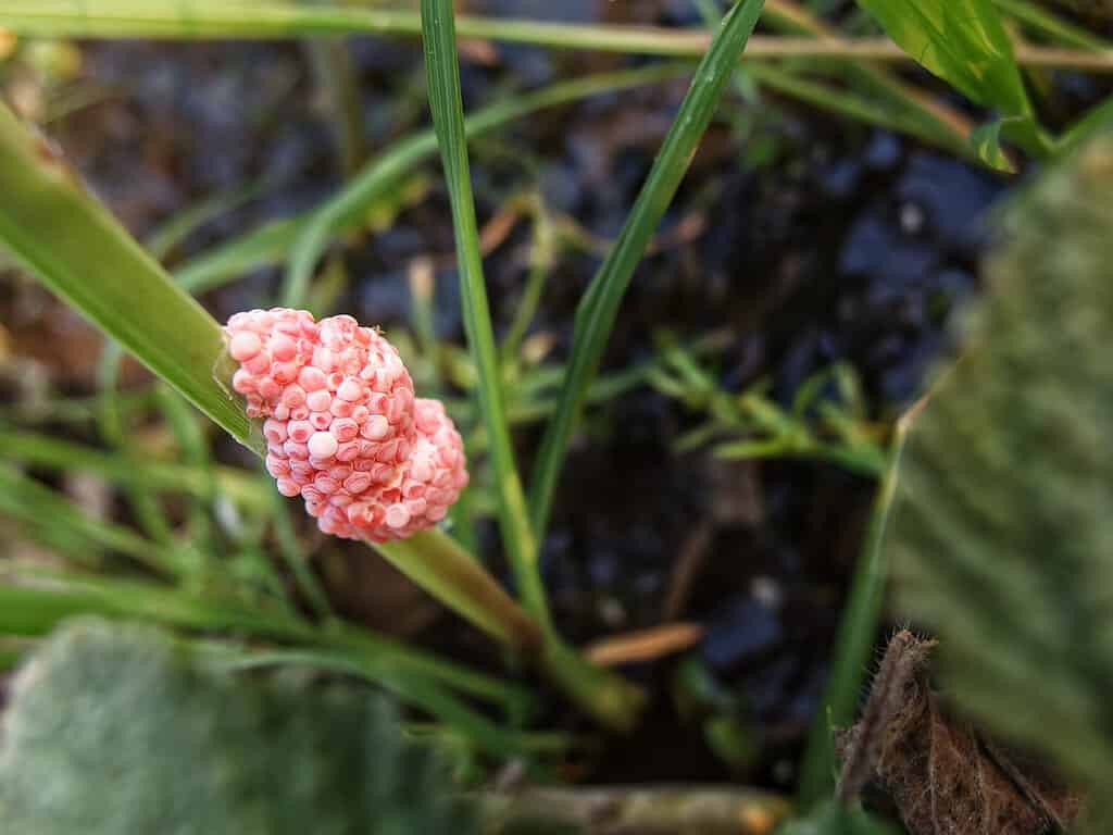Uova di gusci di ciliegia, Uova di colore rosa Applesnail o Channeled o Cherry Shell.