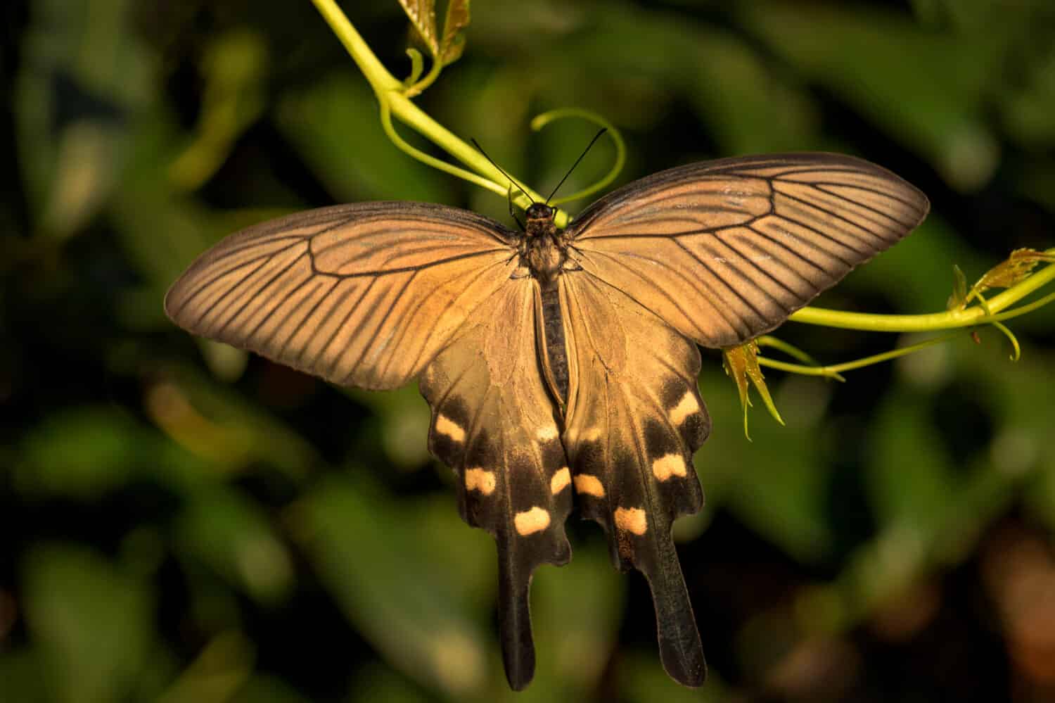 Farfalla cinese del mulino a vento - Atrophaneura alcinous, bella farfalla popolare a coda di rondine dai boschi in Cina.