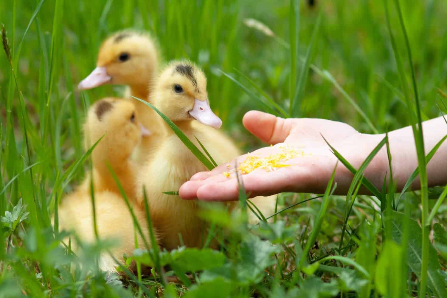 Nutrire piccoli anatroccoli mulard dalla mano.
