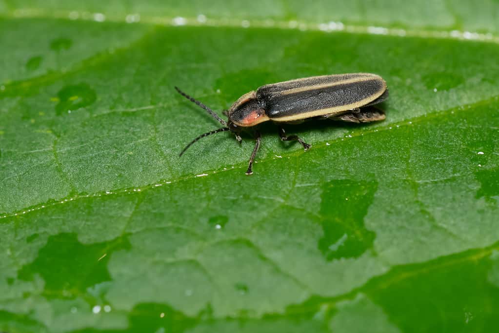 Pyractomena borealis lucciola