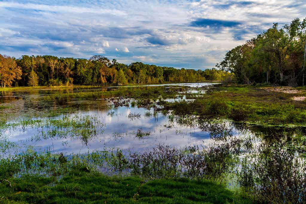 Brazos Bend State Park è un ottimo posto per vedere le lucciole in Texas